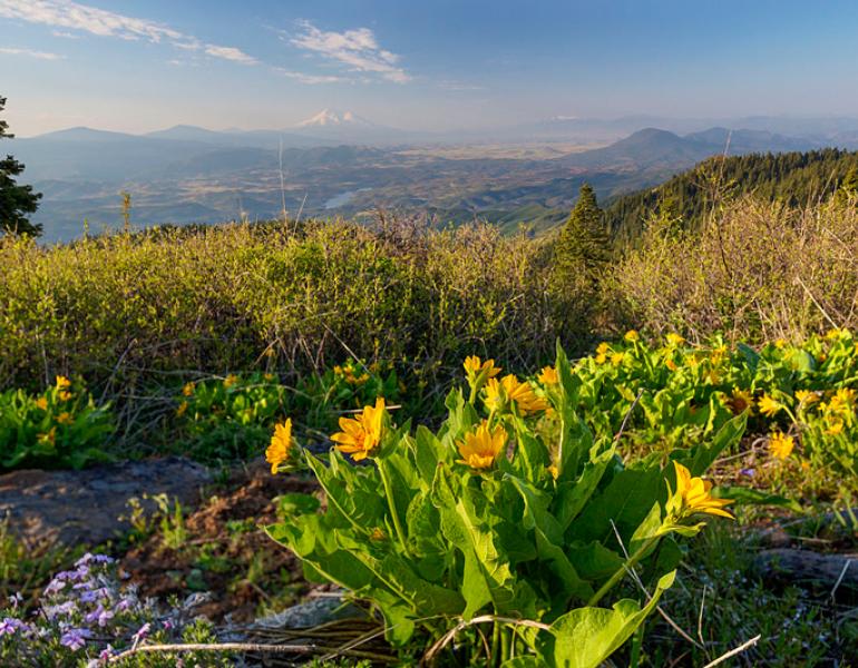 Bright yellow flowers bloom in the foreground of a scene with many layers. Farther out is a basin filled with subalpine lakes, and beyond are many mountain peaks.
