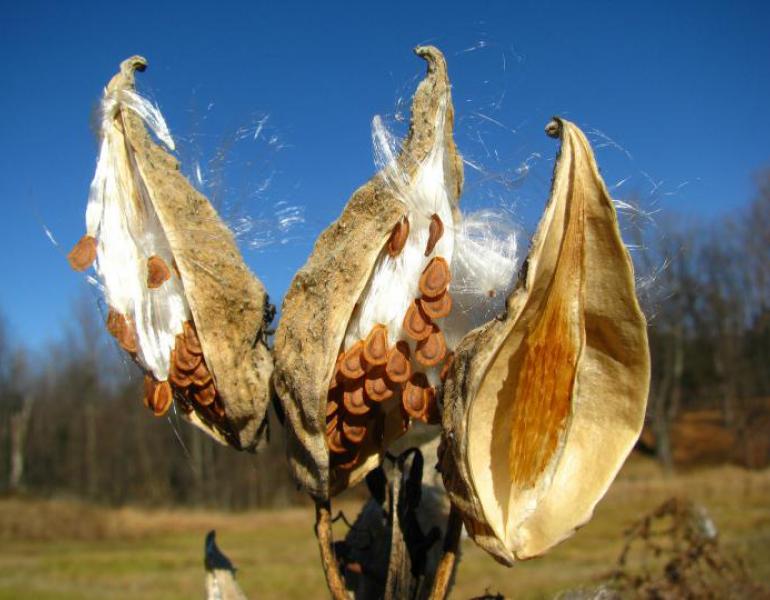 milkweed seed pod