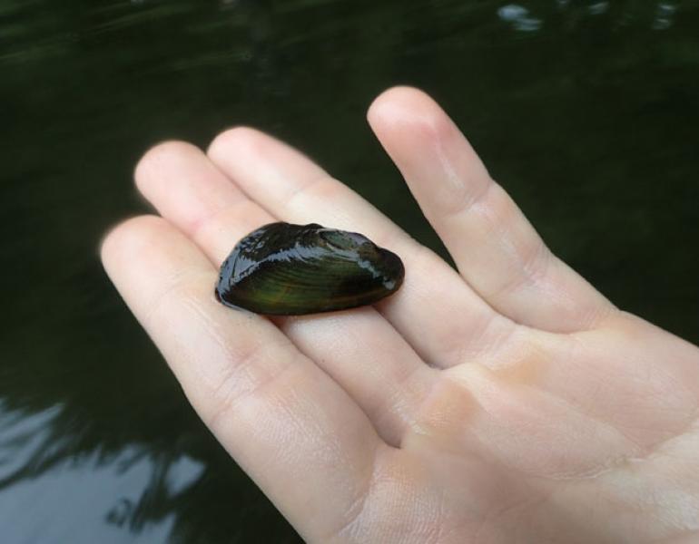 western ridged mussel