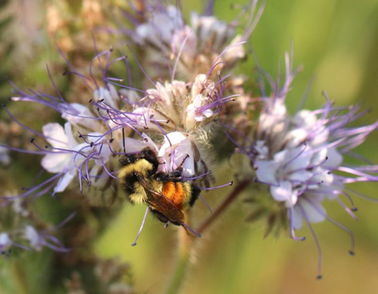lacey phacelia