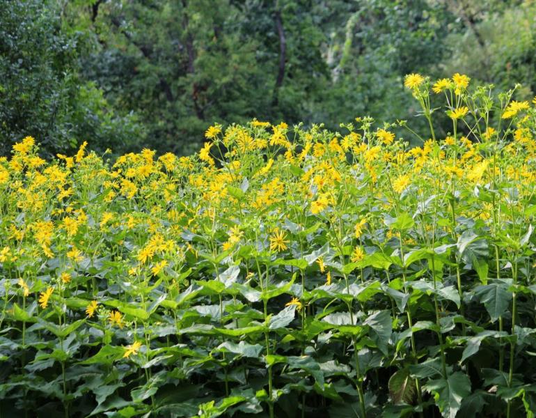 silphium perfoliatum