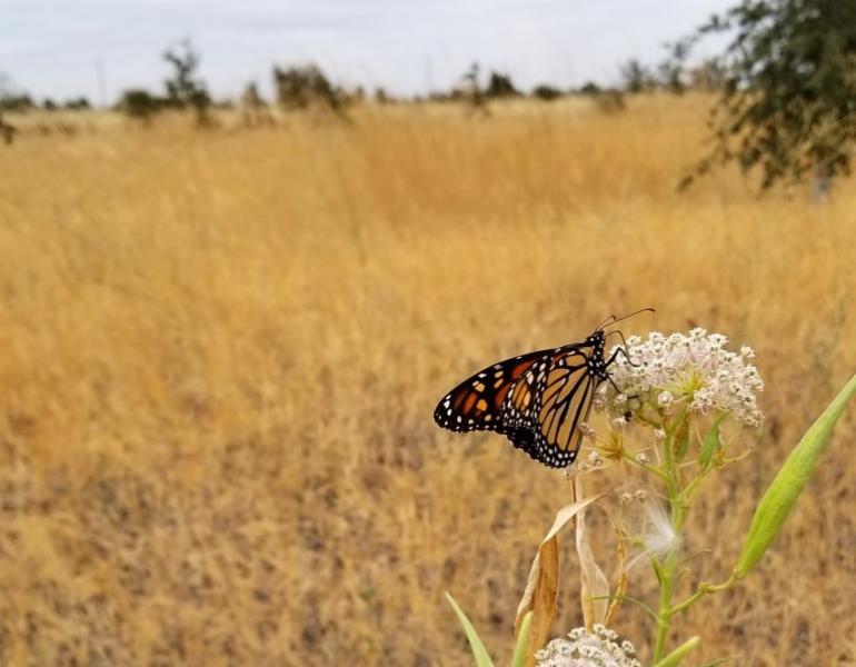 A western monarch rests on a white flower amid a dry, grassy field.