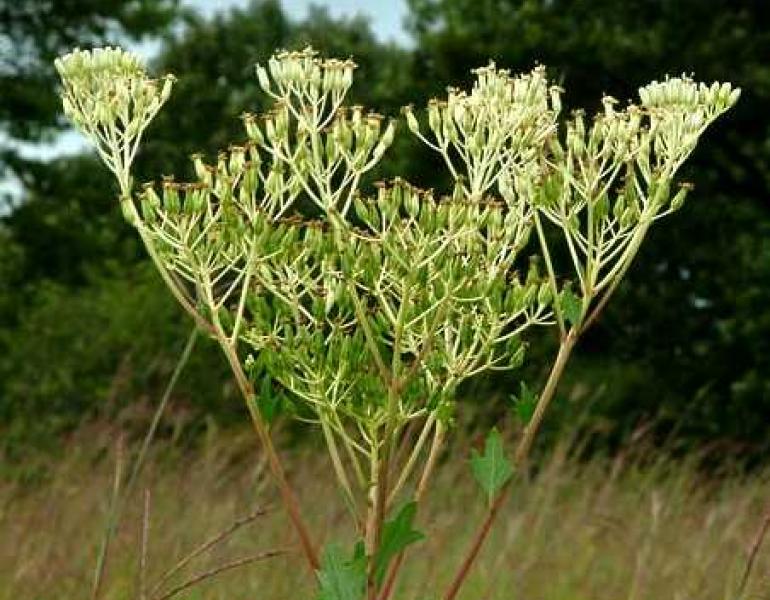An Indian plantain blooms with small, white flowers in a field.