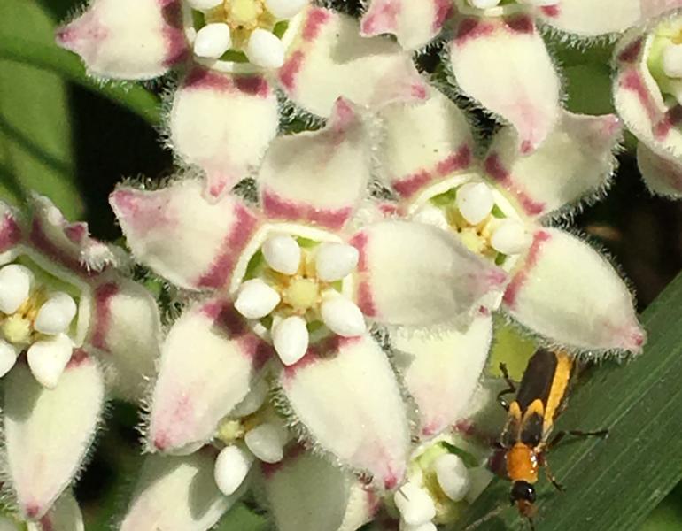 Closeup of beautiful, layered pink and white petals.