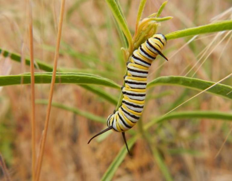 Monarch caterpillar on narrowleaf milkweed (Asclepias fascicularis). (Photo: Xerces Society / Stephanie McKnight)
