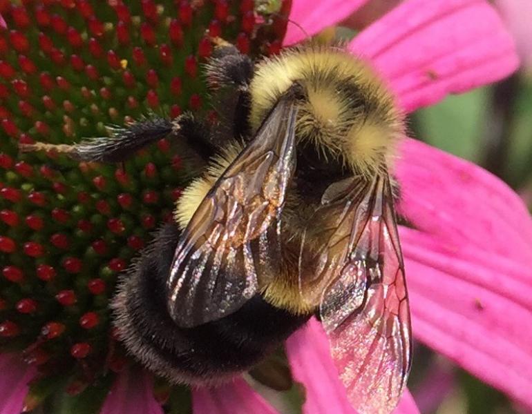 A fuzzy bee with yellow and black stripes, as well as a rust-colored patch on its back, holds tightly to a pink flower.