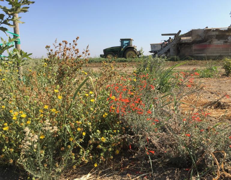 A tractor and some other farm equipment in the background are dwarfed by blooming plants in the foreground of this photo of an arid agricultural area.