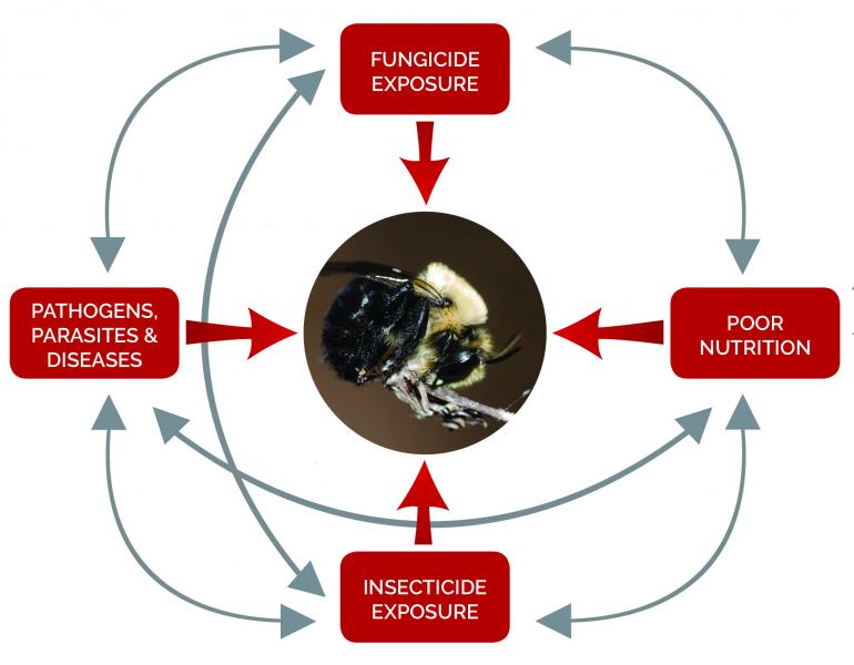 A diagram shows various interacting stressors that can impact bees and other pollinators, including fungicides.