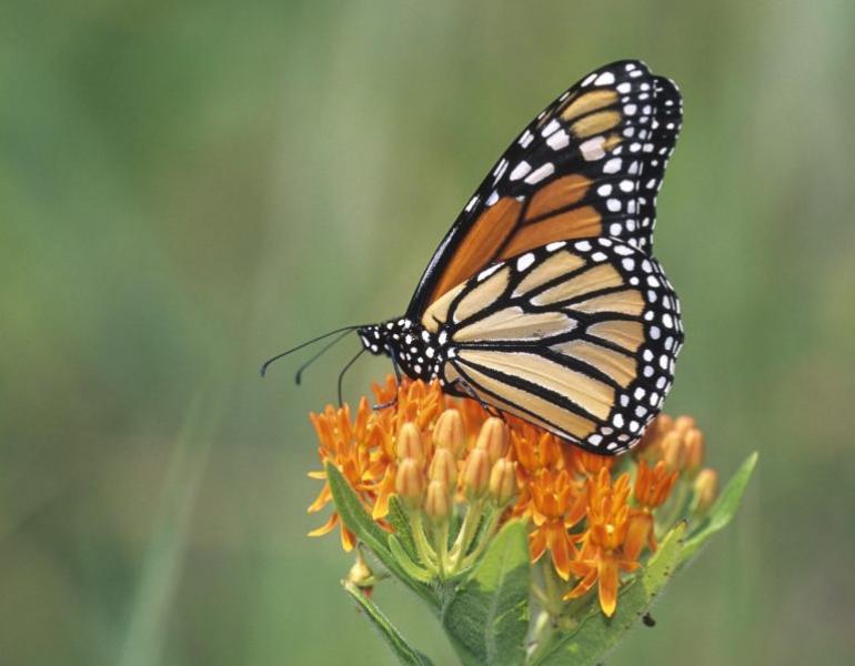 An orange and black monarch nectars on the orange flowers of butterfly milkweed (Asclepias tuberosa).