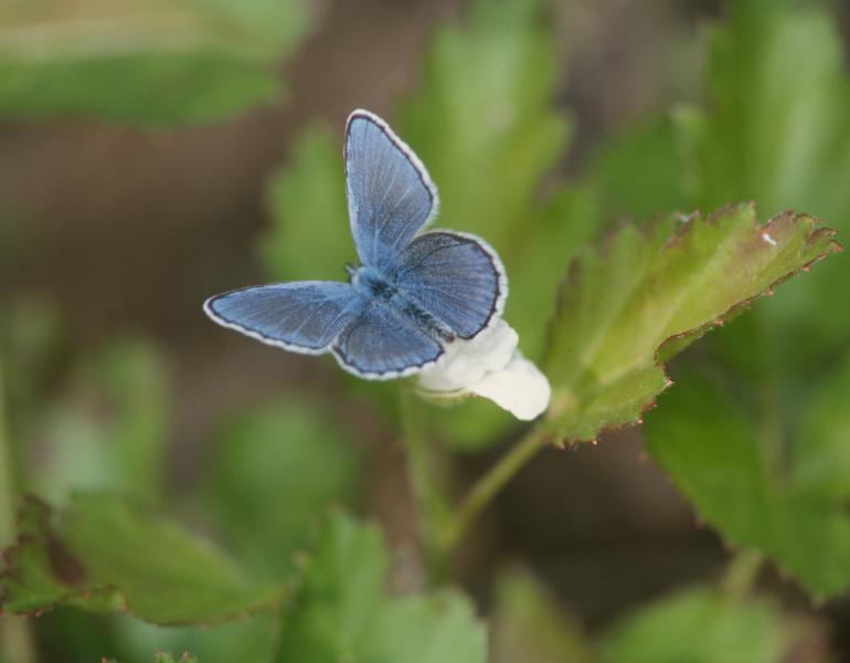 A blue butterfly stands out against a backdrop of green foliage.