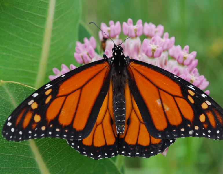 A beautiful, bright orange monarch perches atop bright pink milkweed blossoms.