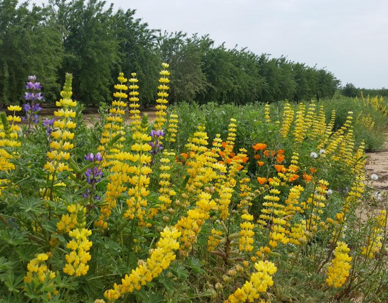Brightly colored pollinator plants burst from a vibrant hedgerow running alongside an orchard.