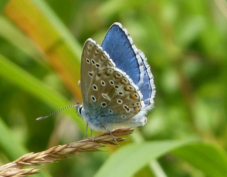 The beautiful Adonis blue butterfly perches on the end of a stalk of grass. Its wings are positioned such that the ventral and dorsal sides are shown. The inner wing is bright blue, and the outside is speckled.
