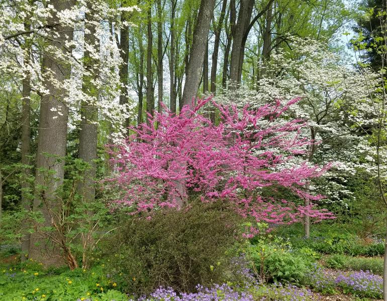 A redbud blooms alongside dogwood trees.