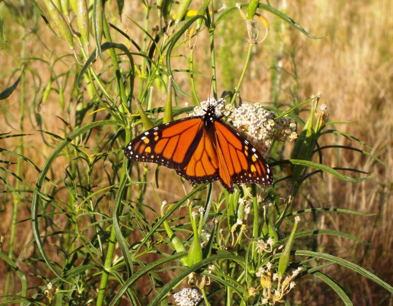 Monarch butterfly drinking nectar from flowers of narrowleaf milkweed.