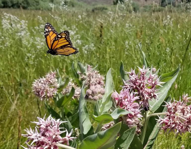 Monarch butterfly flying above milkweed.