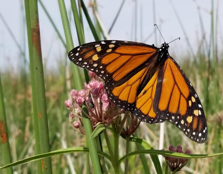 With wings spread, a monarch butterfly basks on a milkweed plant among the stems of a tulle marsh.