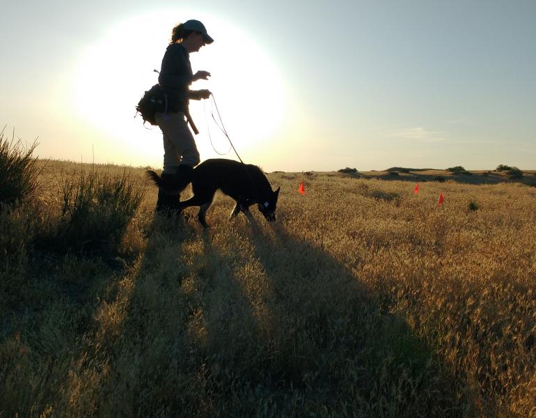A woman walking across a field with a nose working dog, looking for bumble bee nests.