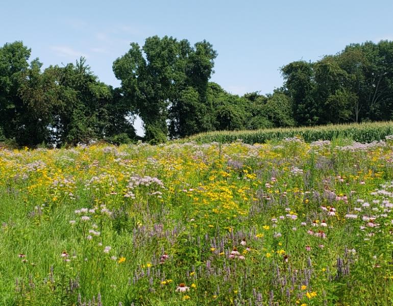 A grassy field ringed by trees bursts with color. It is populated by many different flower species.
