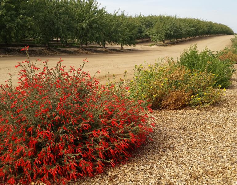 A line of colorful, flowering plants, including a bush with red blossoms in the foreground, recedes into the distance. Parallel to this line are rows of trees in an orchard.