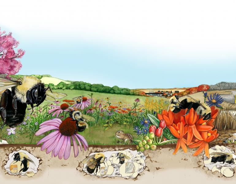 An illustrated landscape showing changing seasons (for instance, a tree that is half bare and half covered in bright pink blooms) shows bumble bees in various stages of their life cycle, including underground nests, foraging, and larvae.