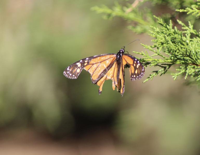 A monarch with large pieces missing from both wings perches on an evergreen branch.