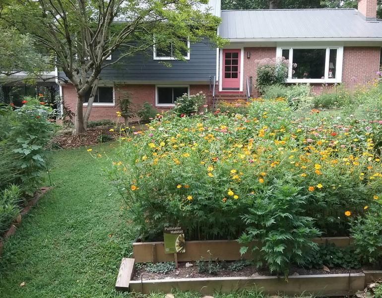 Pollinator garden patches in the front yard, with a house behind