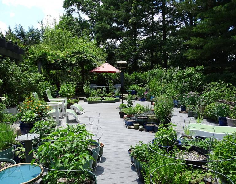 Dozens and dozens of beautiful potted plants on Jennifer Geib's deck