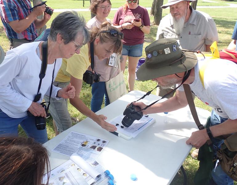 Community scientists photograph stunned bees on data sheets