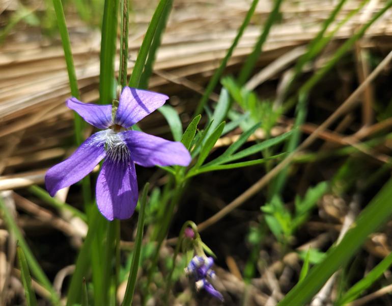 prairie violets that sprouted in restored prairie pocket