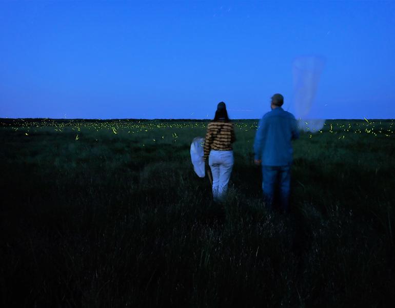 Folks surveying for rare fireflies