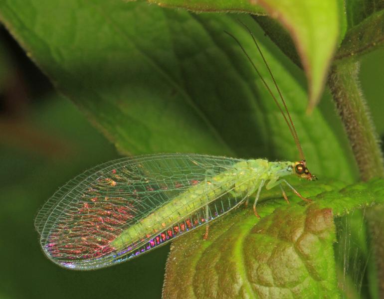 An adult green lacewing sitting on a leaf. In addition to its bright green body, this insect's wings and eyes are both iridescent, giving them a shimmering rainbow quality. Lacewings are excellent predators of aphids.