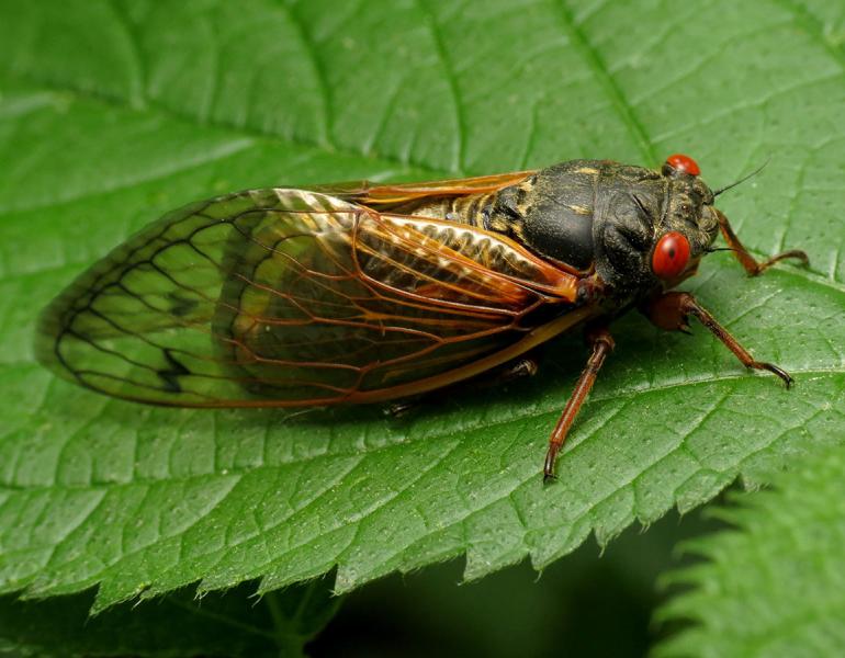 A periodical cicada on a leaf. Its body is black, with orange legs and bright red eyes.