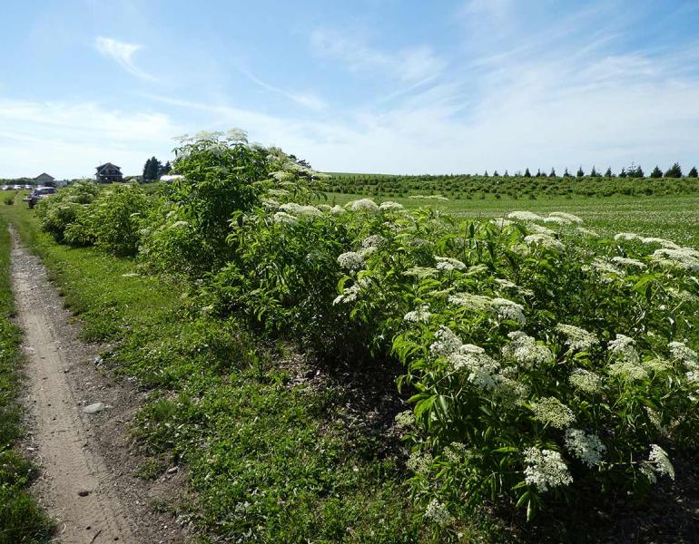 A hedgerow planted to provide habitat for pollinators and other beneficial insects on a farm. All the species in the hedgerow were chosen because they also provide fruit, flowers, or some other product that is edible.