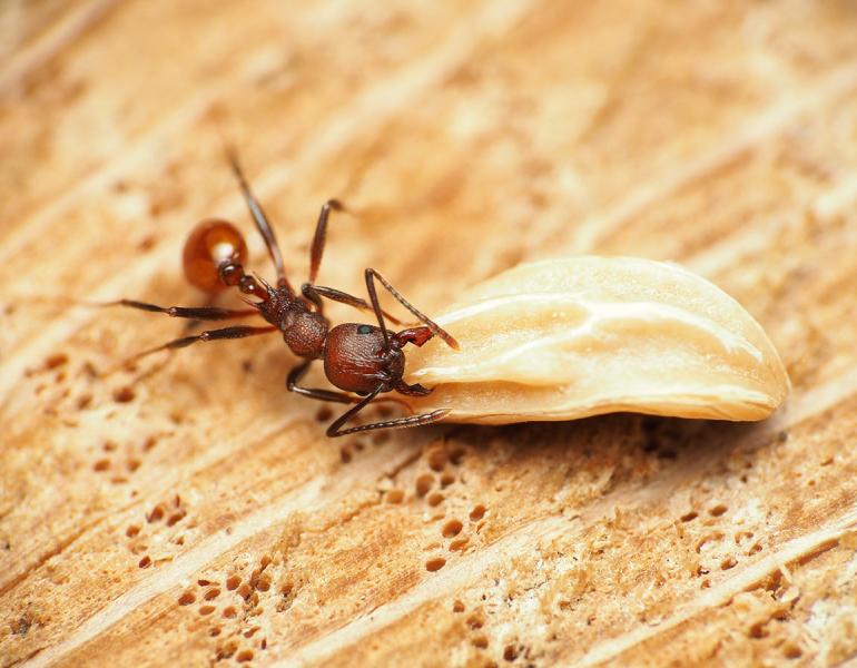 An Aphaenogaster ant grabbing a large seed to carry back to its nest. They are a reddish-copper color, with a narrow constriction between their thorax and abdomen, and two spines on the back of the thorax.