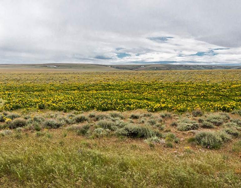 A wide open field of yellow flowers, short grasses, and scrubs in southeastern Oregon.