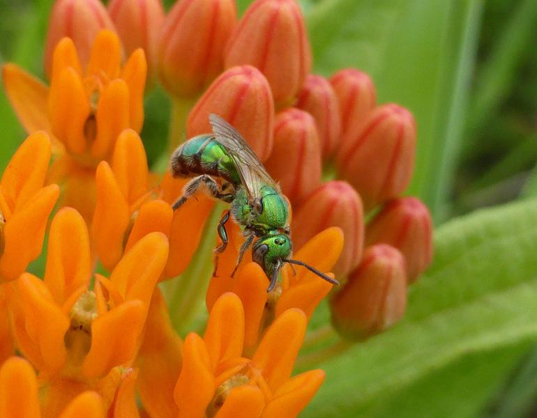 A metallic green sweat bee perched atop several small orange flowers.