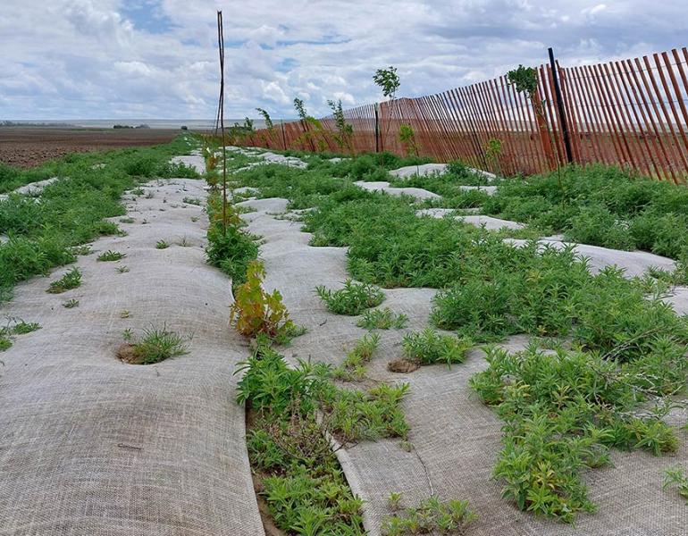A view of the 2 hedgerows in springtime. The native plant line short on the left is hugged by burlap strips and the taller Siberian pea-shrub is tall against the red wooden fence on the right.