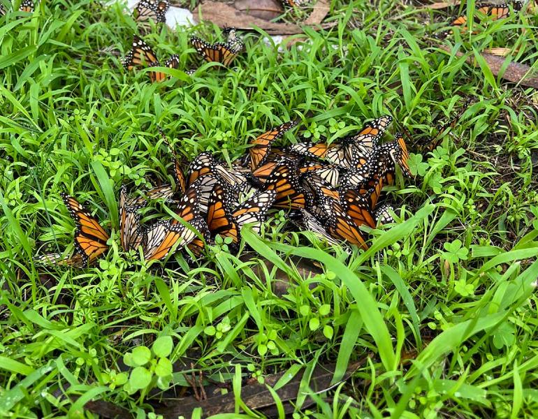  Many monarchs lying fallen on the ground, in the process of dying.