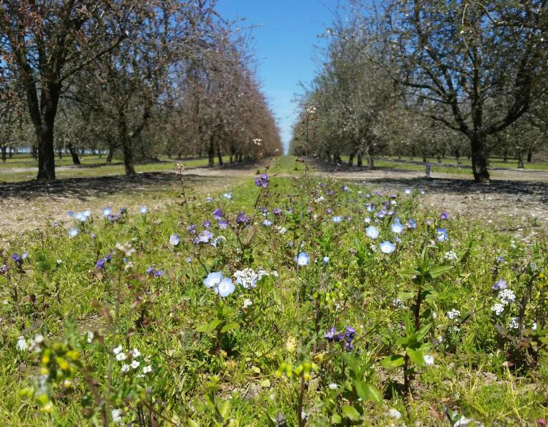 "Blooming pollinator habitat between rows of almond orchards in California"