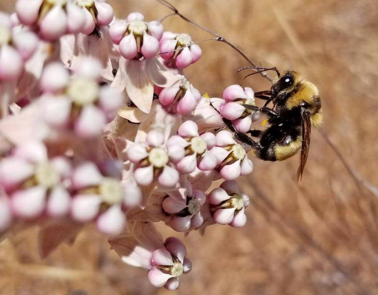 A yellow and black bumble bee drinks nectar from pale pink flowers of milkweed