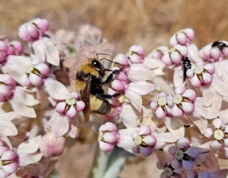 A yellow and black bumble bee drinks nectar from pale pink flowers of milkweed