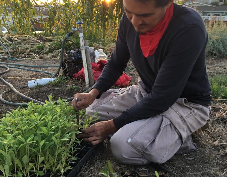 A man kneels beside a tray of wildflower seedlings, carefully removing each one in readiness for planting them.
