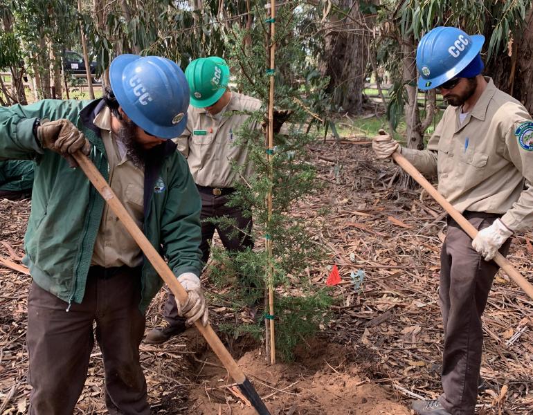 Three young men use shovels to help plant a new tree in the middle of a grove