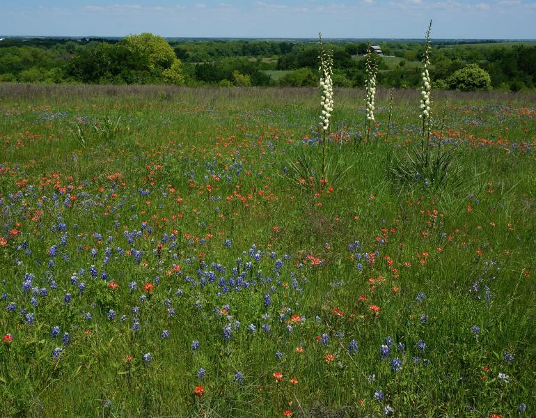 The green grass of this Texas prairie is dotted with blue lupines, red paintbrush, and creamy colored yucca