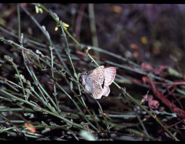 A Xerces blue butterfly resting on the green stems of deerweed