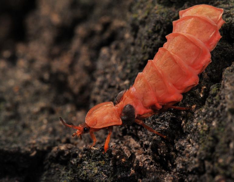 A female glow-worm is a rather bizarre-looking animal, with a large, bright pink segmented body.