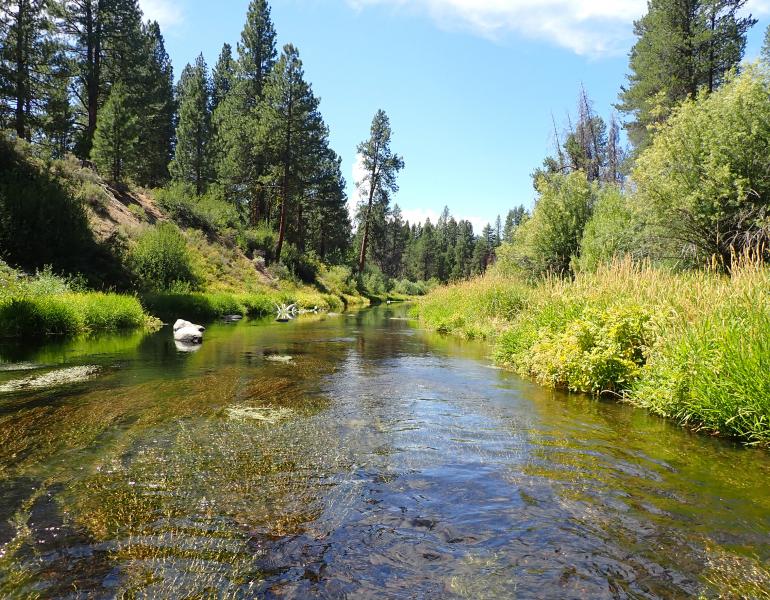 Beneath a blue sky, the clear waters of a river sparkle as it flows past pine trees