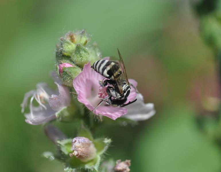 A small black-and-white striped bee is curled over with its head in a pink flower to reach the nectar