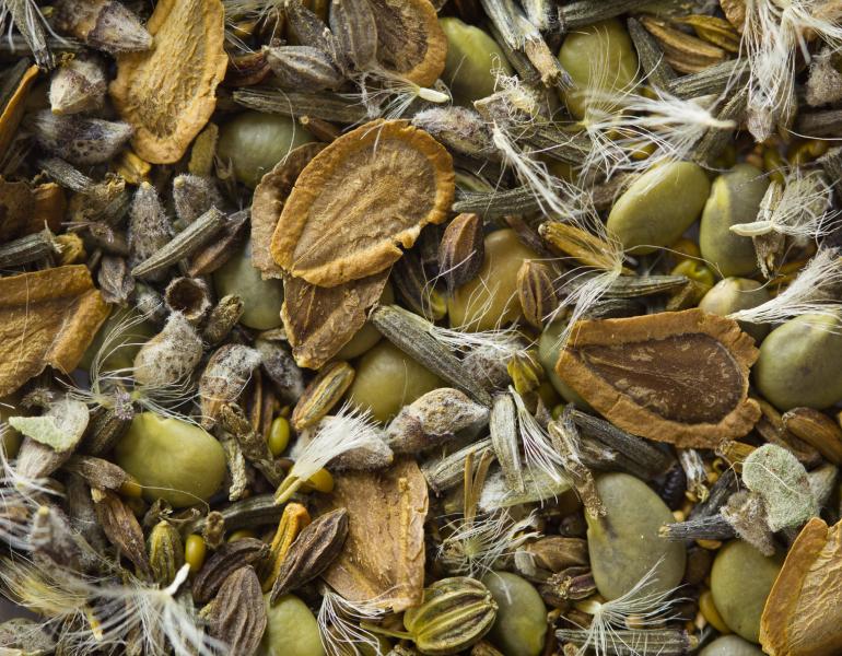 This mix of wildflower seeds are many different shapes and shades of brown and gray, and some have tuts of pale hair